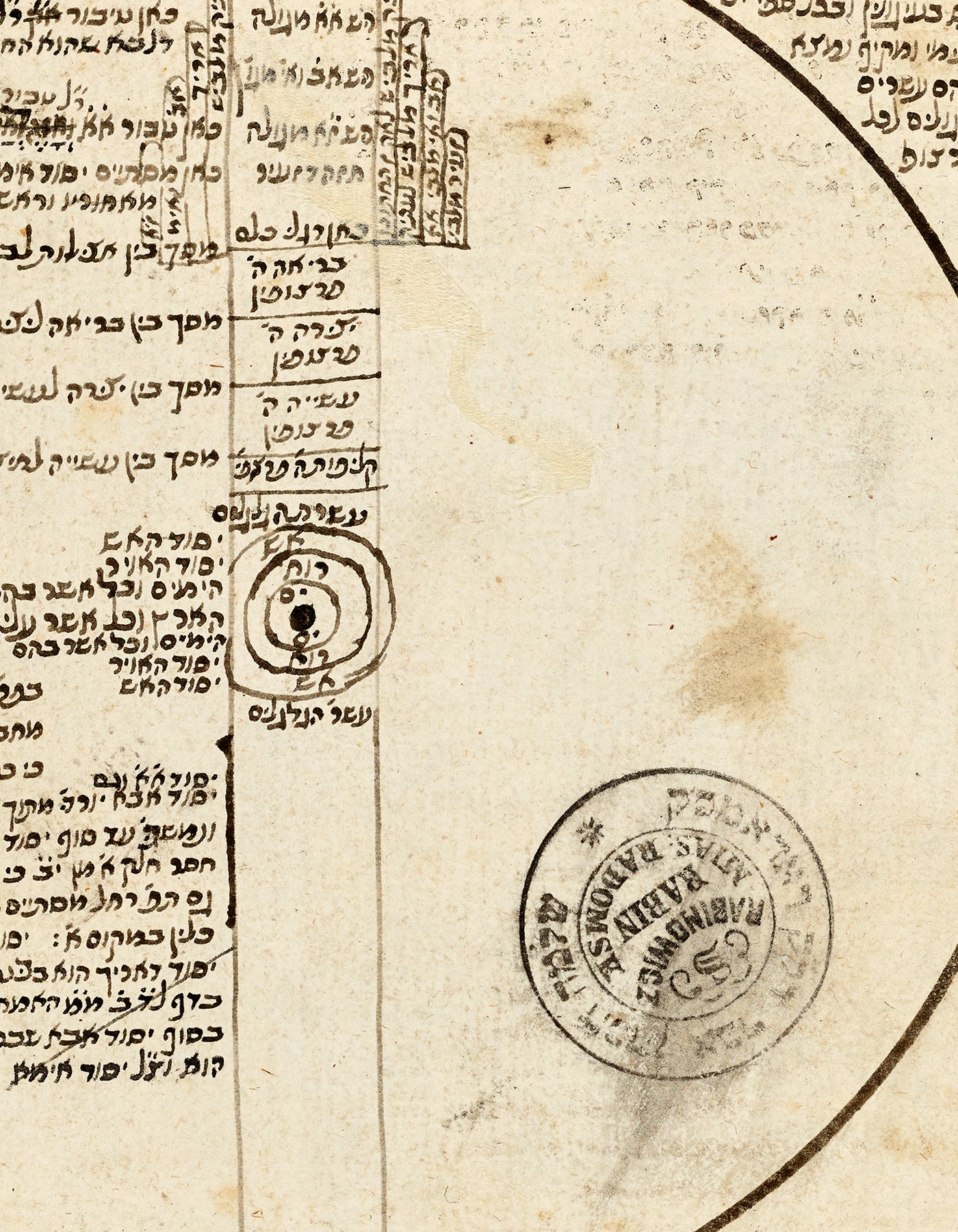 בין גורי אריות