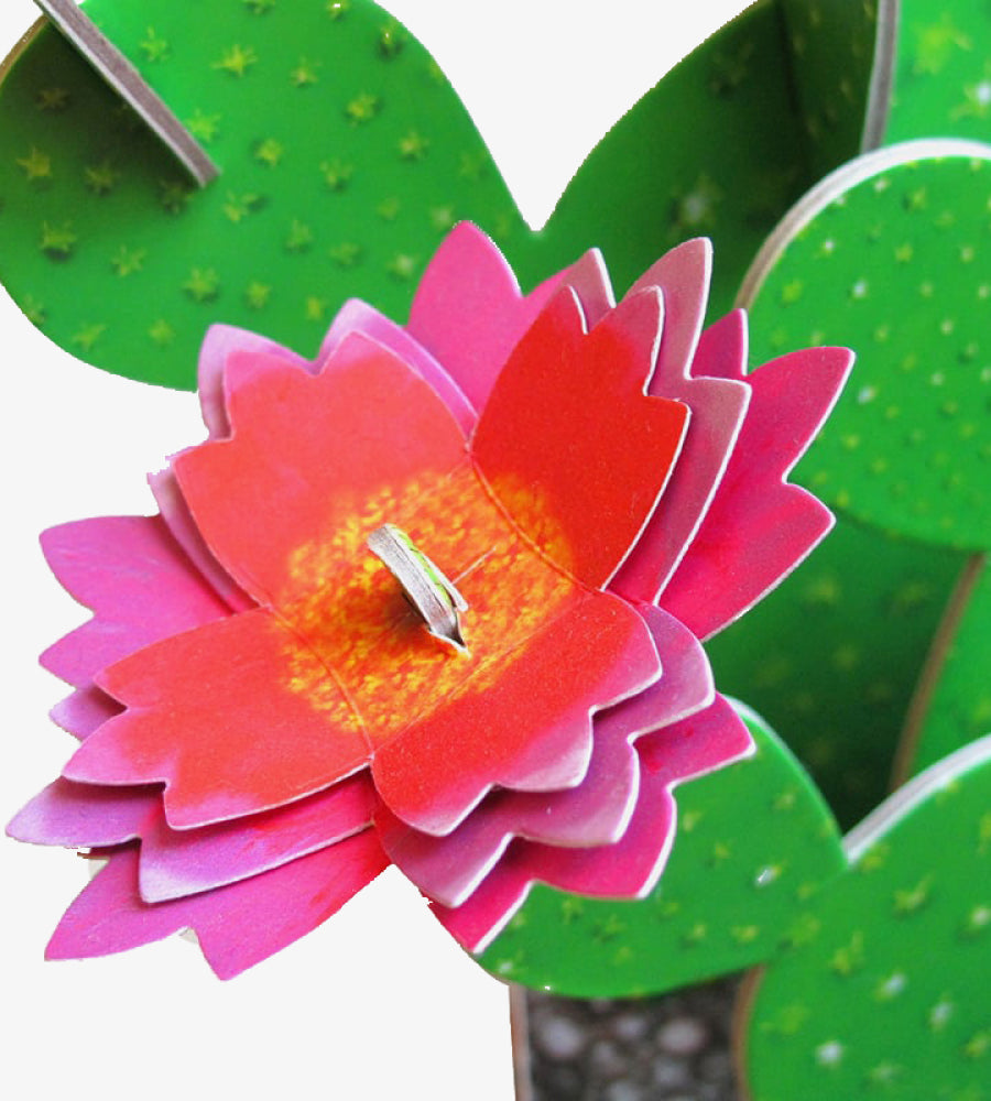 Prickly Pear Cactus Kit