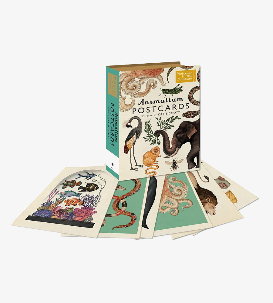 Animalium HC postcard box