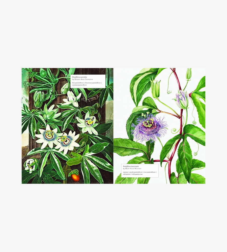 Biblioflora: A celebration of floral beauty in botanical art