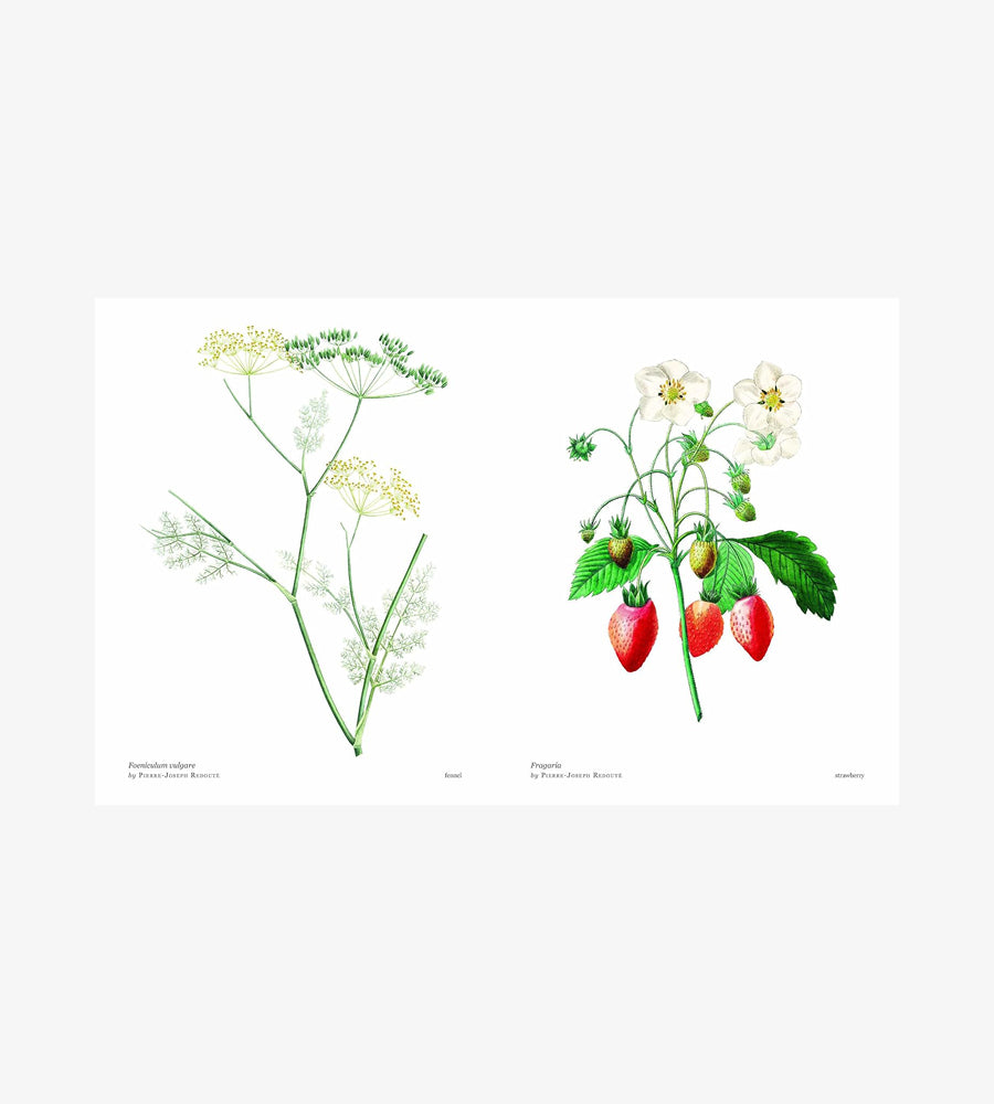 Biblioflora: A celebration of floral beauty in botanical art