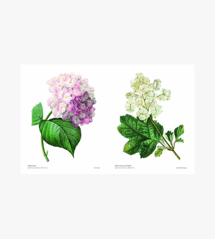 Biblioflora: A celebration of floral beauty in botanical art