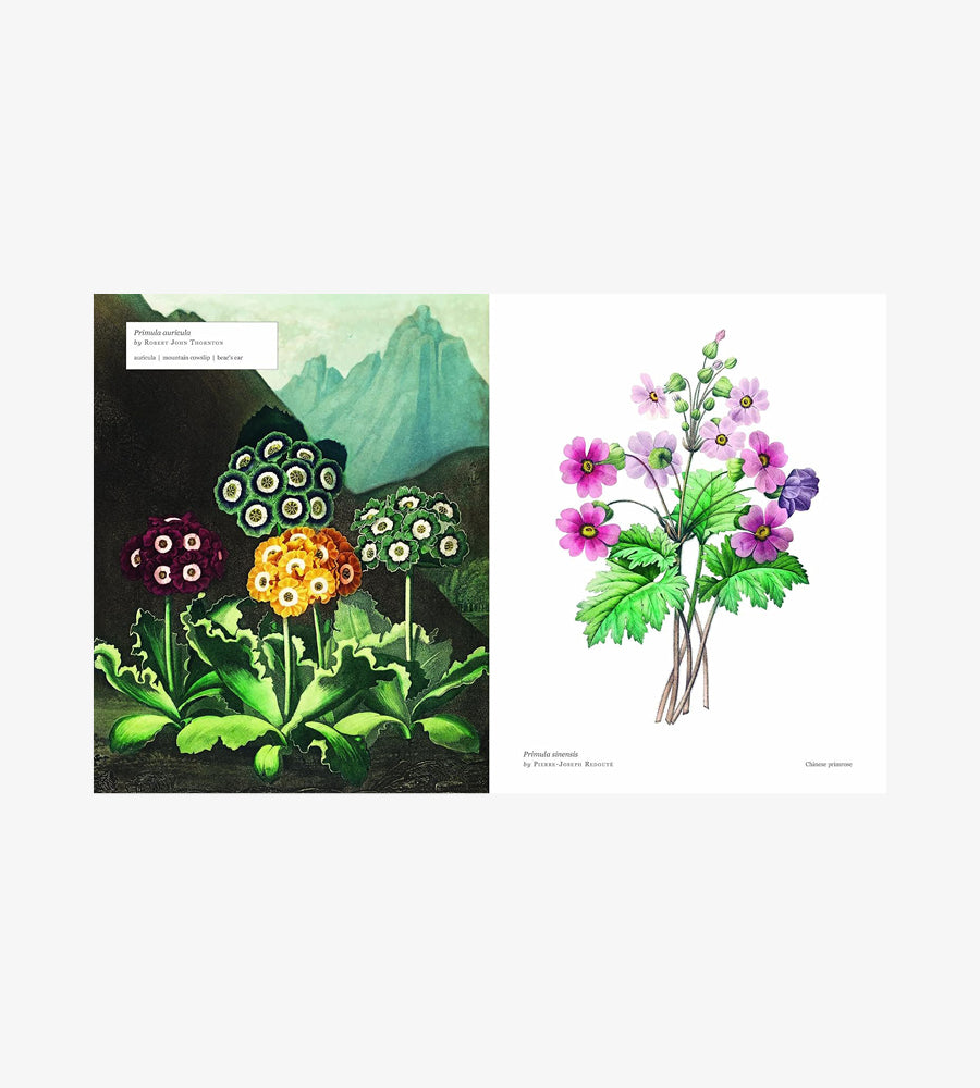 Biblioflora: A celebration of floral beauty in botanical art