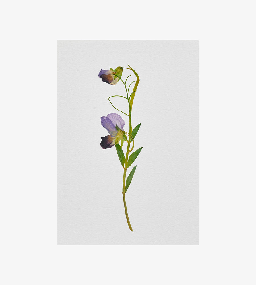 SWEET PEA (LATHYRUS ODORATUS) PRINT - A4