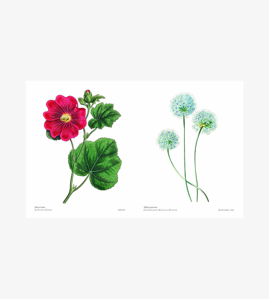 Biblioflora: A celebration of floral beauty in botanical art