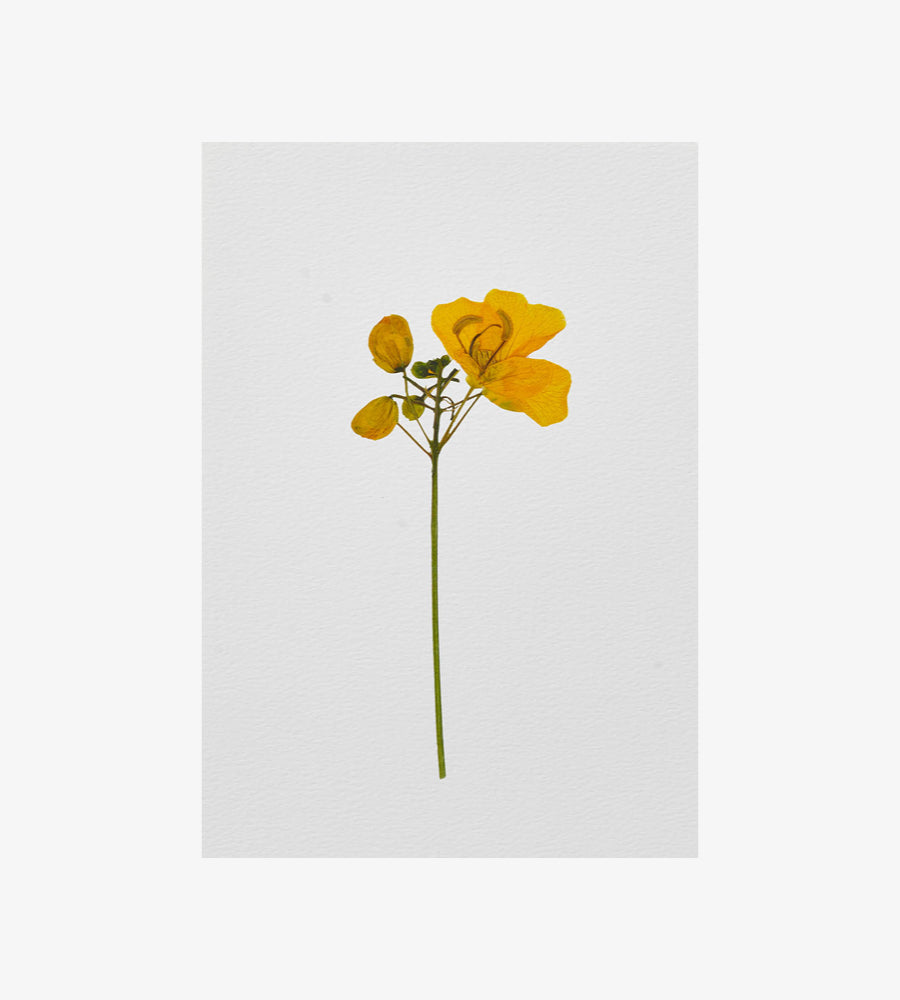 CASSIA Flower Print - A4