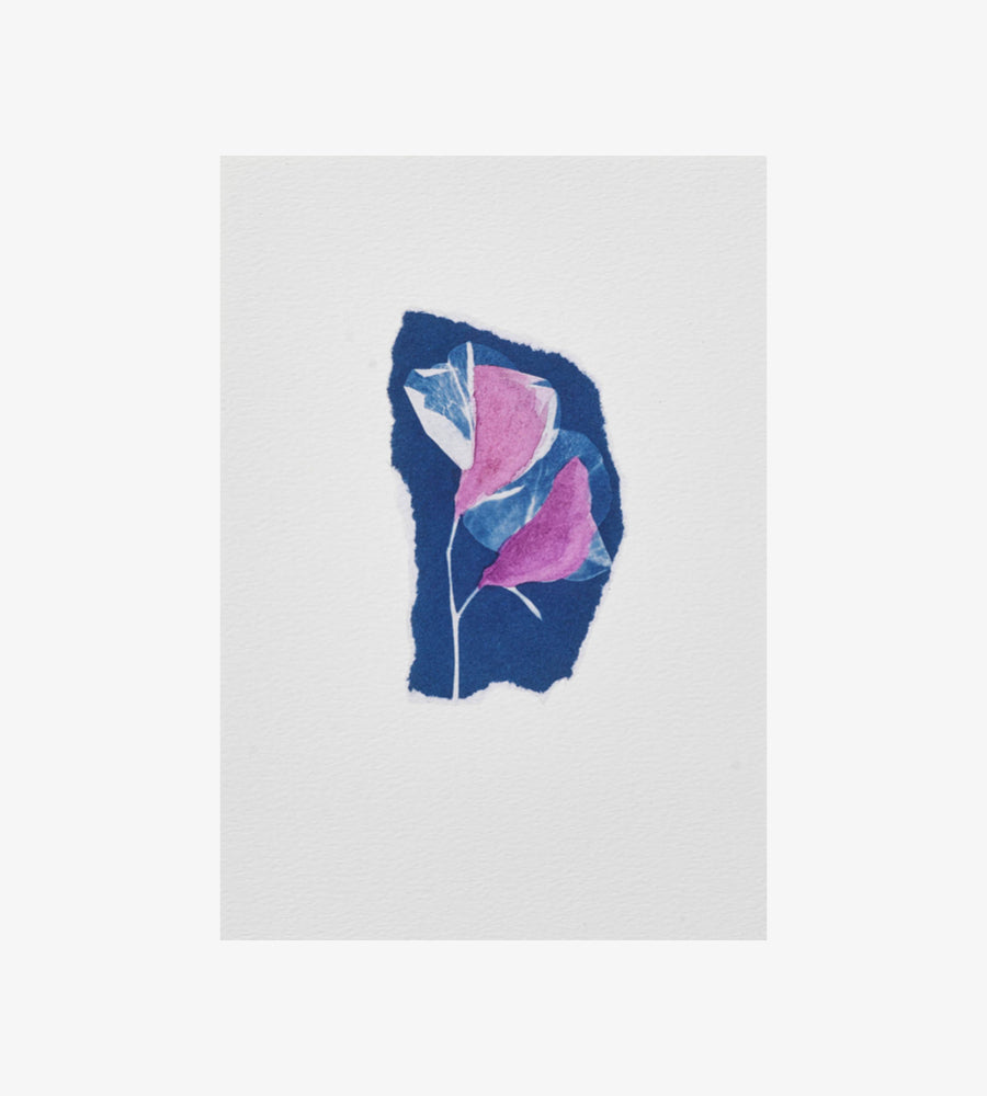 CYANOTYPE SWEET PEA PRINT WITH WATERCOLOR - A4