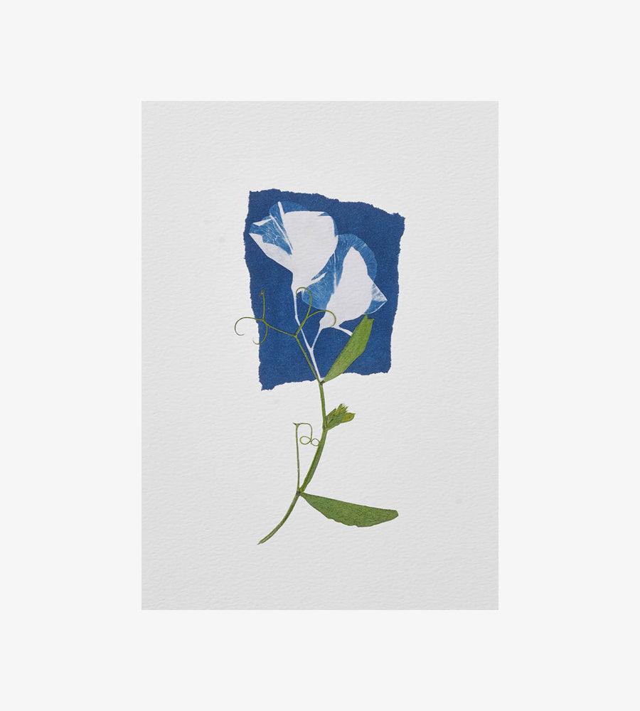 Cyanotype Sweet Pea Print - A4