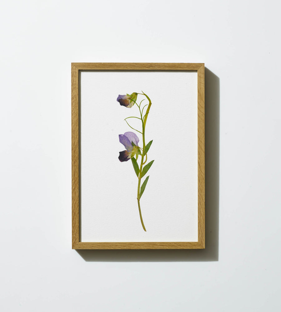 Sweet Pea - Framed Print - A4