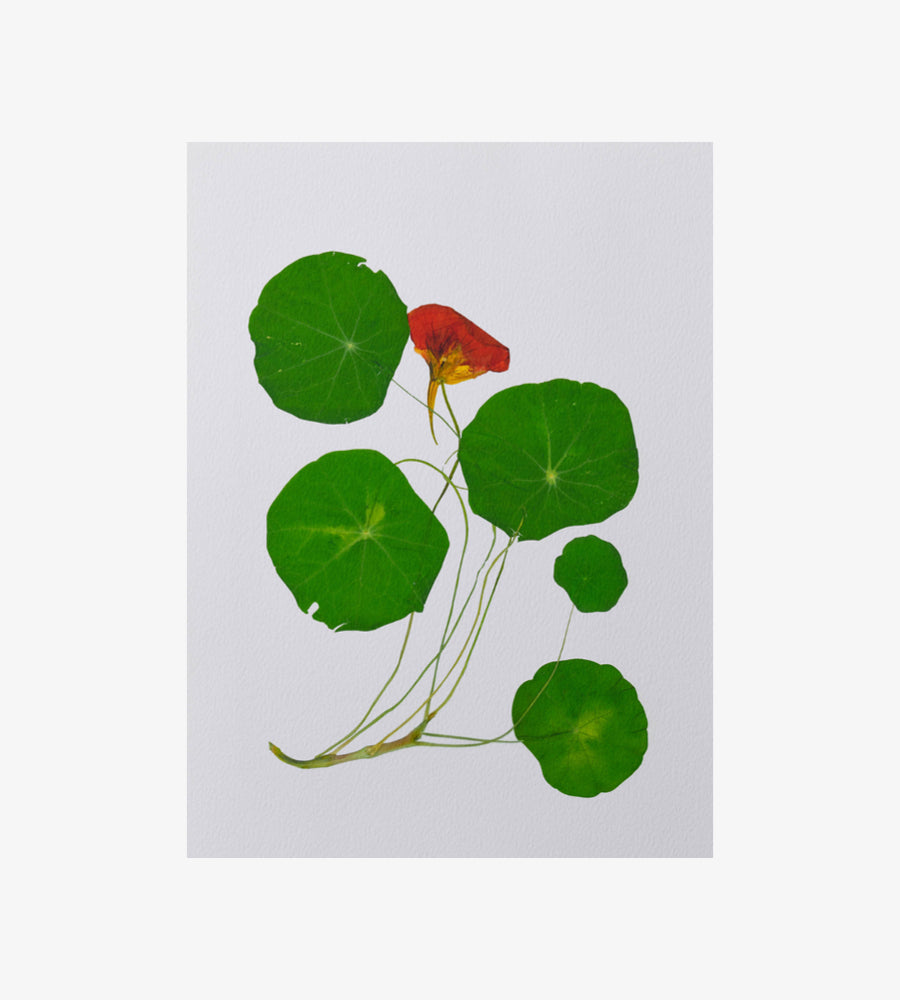 NASTURTIUM PRINT - A3